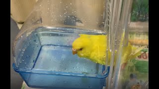 【セキセイインコ】チョコちゃんの水浴び場「小鳥の快適バスタイム」を買いました！予想はしていたけれど、なかなか入ってくれません。。