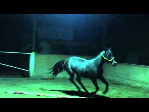 free jump young horse