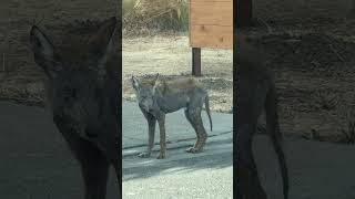 Should A Coyote Look Like This?