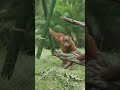 Orangutan Troop Treetop Twirls 🍊