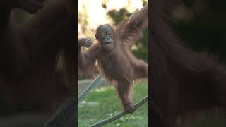 Orangutan Troop Treetop Twirls 🍊