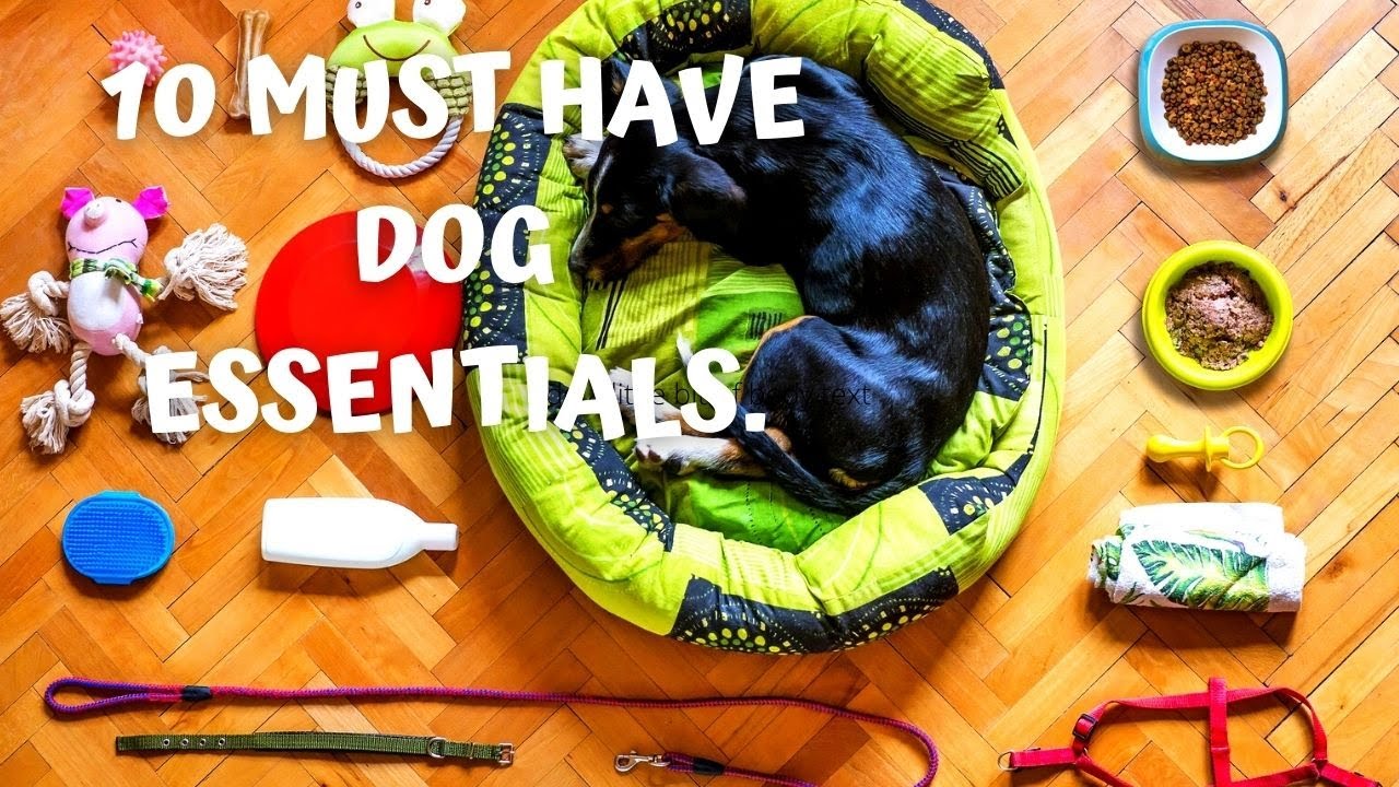 10 MUST HAVE PUPPY/DOG ESSENTIALS. FIRST TIME DOG OWNER ESSENTIALS