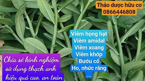 Thận trọng khi sử dụng cây thạch anh.