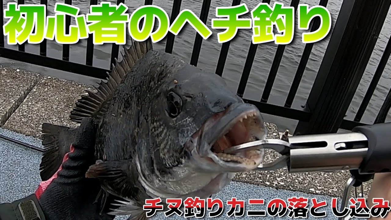 初心者のヘチ釣り チヌ釣りカニの落とし込み Youtube