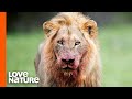 Big Cats Have Eyes Designed For Hunting | Lions, Leopards, Tigers