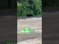 Baby Bears #nature #wildlife #outside #bear #blackbear #cute #shortsfeed #shorts #subscribe