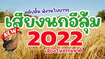 เสียงนกอีลุ้ม2022 Watercock Sound ใหม่!!