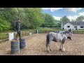 Horse Tricks