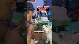 THIS DOG KNOWS HOW TO READ NUMBERS #shorts #shortvideo #siberianhusky #husky #dog #doggo #numbers