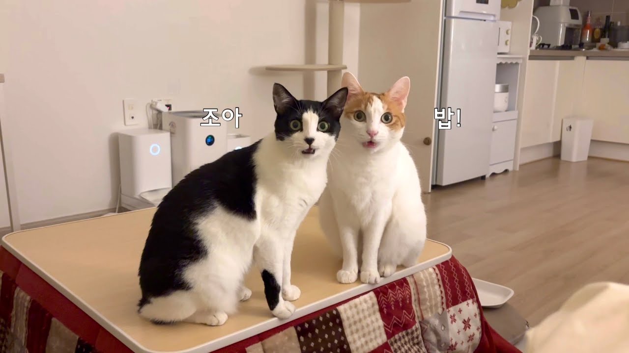 밥 달라고 할 때만 사이 좋음