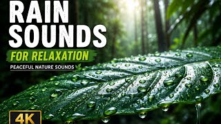 Rain Drops on a Tropical Leaf 🌿💧 | Relaxing Rainforest Nature Sounds