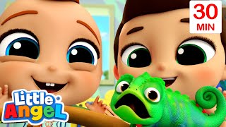 My New Little Pet Chameleon! | Animal Learning Videos | Little Angel Kids Songs & Nursery Rhymes