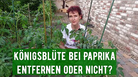 Kann Paprika im Regen stehen?