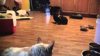 epic catnip caturday 1.avi