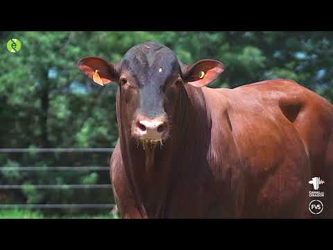 LOTE 26 - ZT 6852 - TOURO