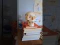 Anatomy bones! This is what you’ll achieve so work hard #ytshorts #mbbslife #reneet #trending #new