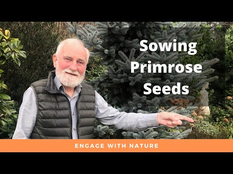 Video: Ear primrose: growing from seeds at home