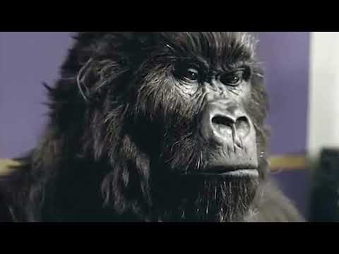CADBURY: GORILLA (Phil Collins) (Cannes advertising) (Film Lions Grand Prix 2008)