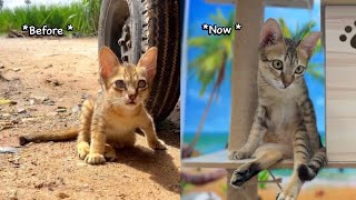 The Full Story: Rescue disabled kitten from the street, before VS after! #cat #funny #catlover #pets