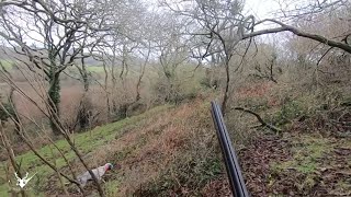 Chasse De La Bécasse Au Chien Darrêt En Bretagne