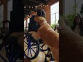 When Dogs Choose Their Humans — Adoption Moments,Every Dog Walked Past Everyone