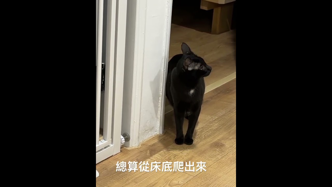 剛剛地震,我和老公➕一隻狗➕兩隻貓咪(膽大的)躲在桌底,狗和人都很慌張,兩隻貓安靜坐在旁邊。另外兩隻膽小的躲在床底下。地震過去了蛋蛋總算從床底爬出來,還是一臉慌張。 #台灣土狗 #福寶 #貓 縮圖