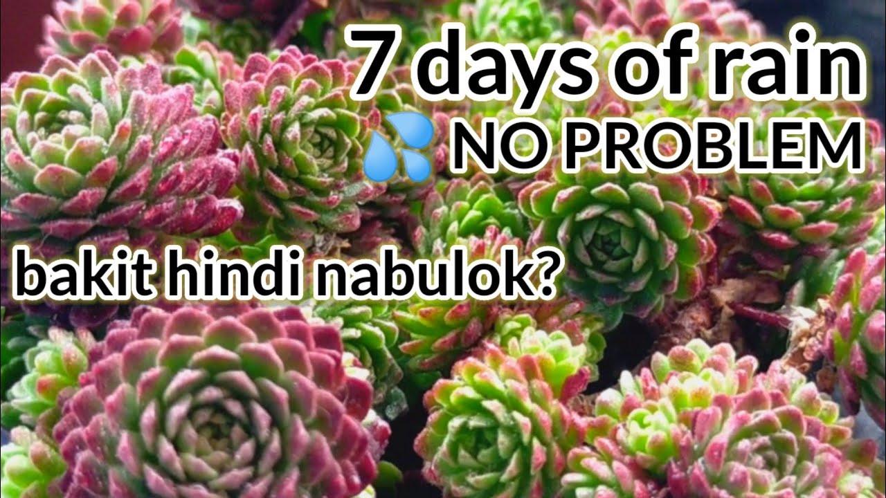 Rainwater and Succulents : A week of non-stop rain | Okay lang ba sila?