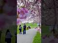 Prague Blossoms in April #shortvideo #shorts #short #czech #sakura #czechrepublic #prague