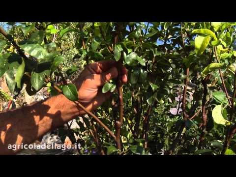 Come potare gli alberi da frutto