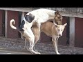 Dog walk | Dog training |Pets Pardise...