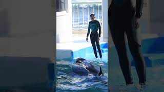 シャチがサイン無視^^お茶目な「ラン」 #Shorts #鴨川シーワールド #シャチ #Kamogawaseaworld #Orca #Killerwhale