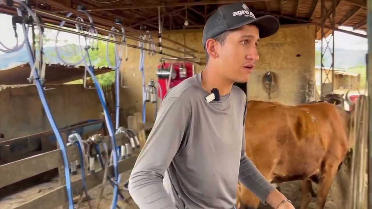 Ele cuida do gado desde pequeno!#gado#agro#pecuaria 