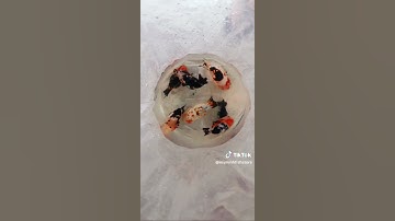 Ranchu tàu cụt #myminhfishstore #viral #reels #ranchu #cavang #goldfish #thucung #pet