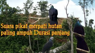 Suara pikat merpati hutan terbaru