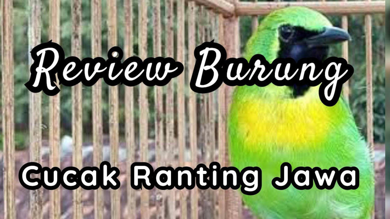 Review Burung Cucak Ranting Jawa - YouTube