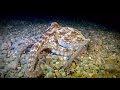 Octopus vulgaris