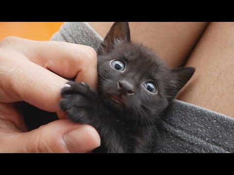 baby-kitten-cutest-moments