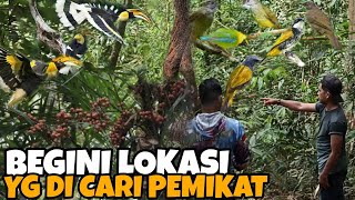 SEHARI MIKAT BURUNG DI GUNUNG INI BISA JADI KAYA MENDADAK | HASIL ALAM MELIPAH