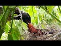Mother Squeezes Juice from Red  Berries to baby bird | Baby bird in nest | Bulbul nest Day 4 part 1