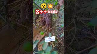 Z Security for fruit 😳💥