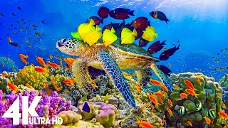 The Colors of the Ocean 4K ULTRA HD - The Best 4K Sea Animals for Relaxation \& Calming Music