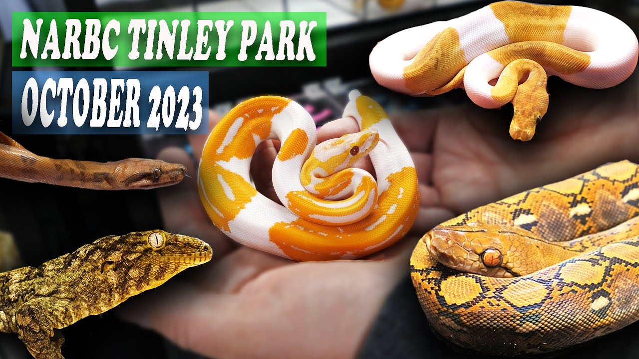 Tinley Park Reptile Expo October 2023 YouTube