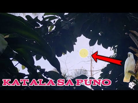 katala sa puno