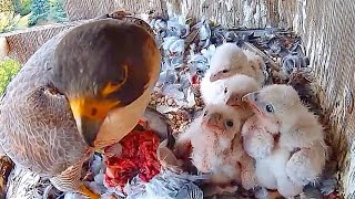 #12 Falcon Babiesハヤブサの子育て❹ 2024.4.25 AM