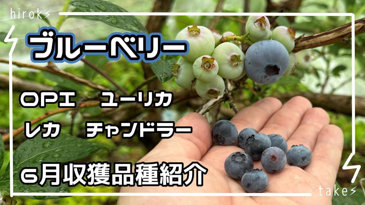 Blueberry varieties harvested in June - YouTube