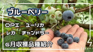 Blueberry varieties harvested in June - YouTube