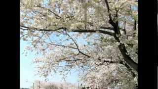 Canon in D Major by Pachelbel - Full Orchestral Version (Cherry Blossom on a Canon)