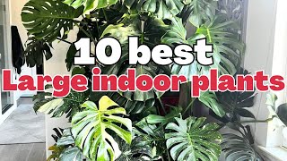 10 лучших крупных комнатных растений | Высокие красивые комнатные растения, которые заявляют о себе