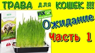 Витаминное лакомство для кошек - трава! Часть 1. Ожидание! Витаминное лакомство для кошек - трава! Часть 1. Ожидание!
