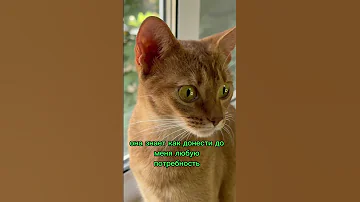 Коротко о Абиссинской породе кошек | ЭТО ВАМ НЕ ПЕРС! #shorts #cat